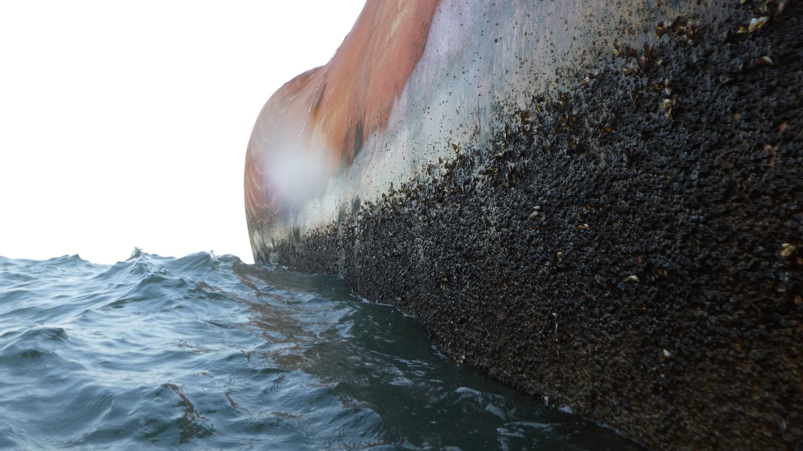 Heavy fouling on the bow area of the hull