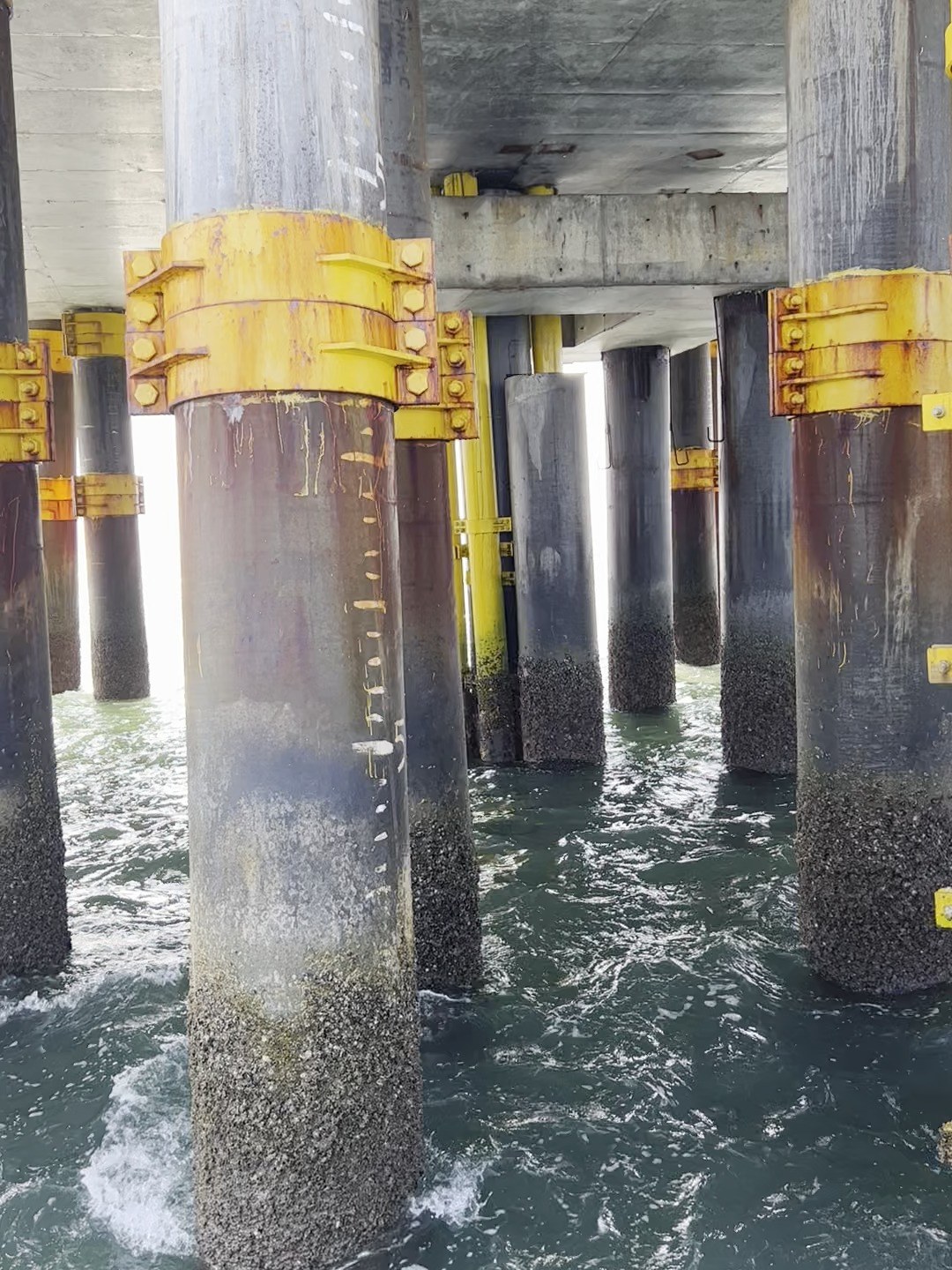 Marine growth on a foundation pile at the splash zone