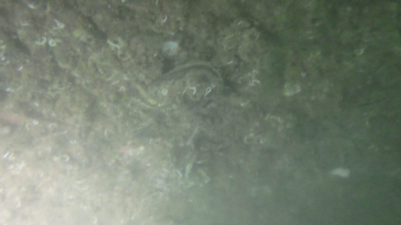 Hull surface before underwater cleaning
