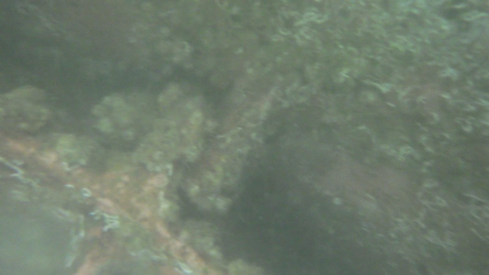 Marine growth on the hull, close-up during underwater inspection