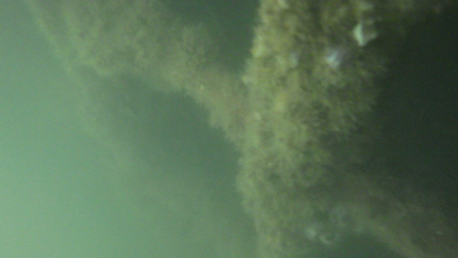 Marine growth on the hull seen during underwater inspection