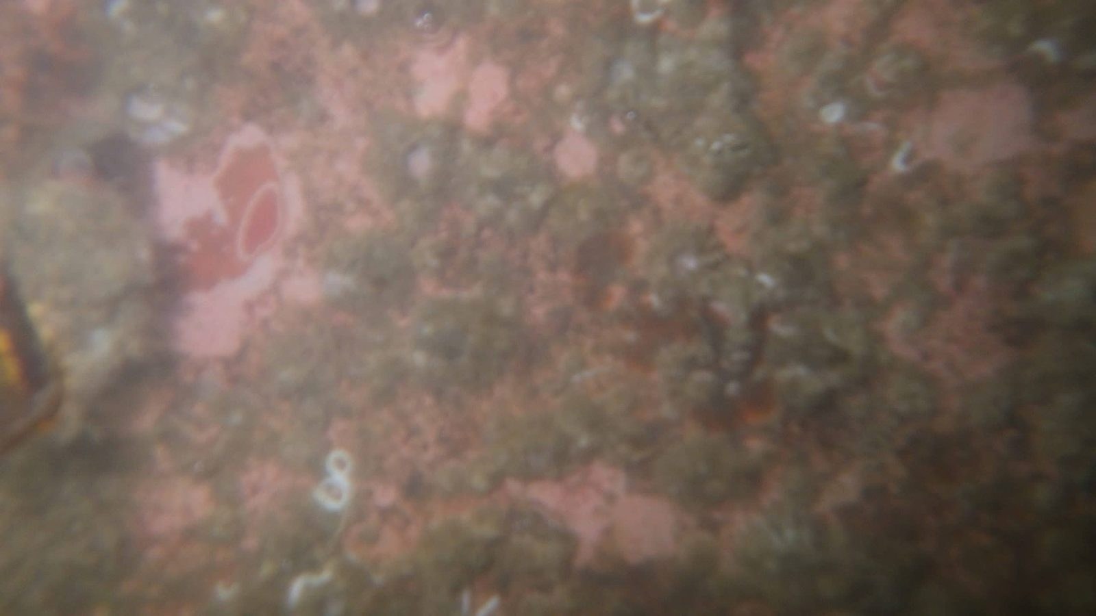 Hull paint and fouling seen underwater