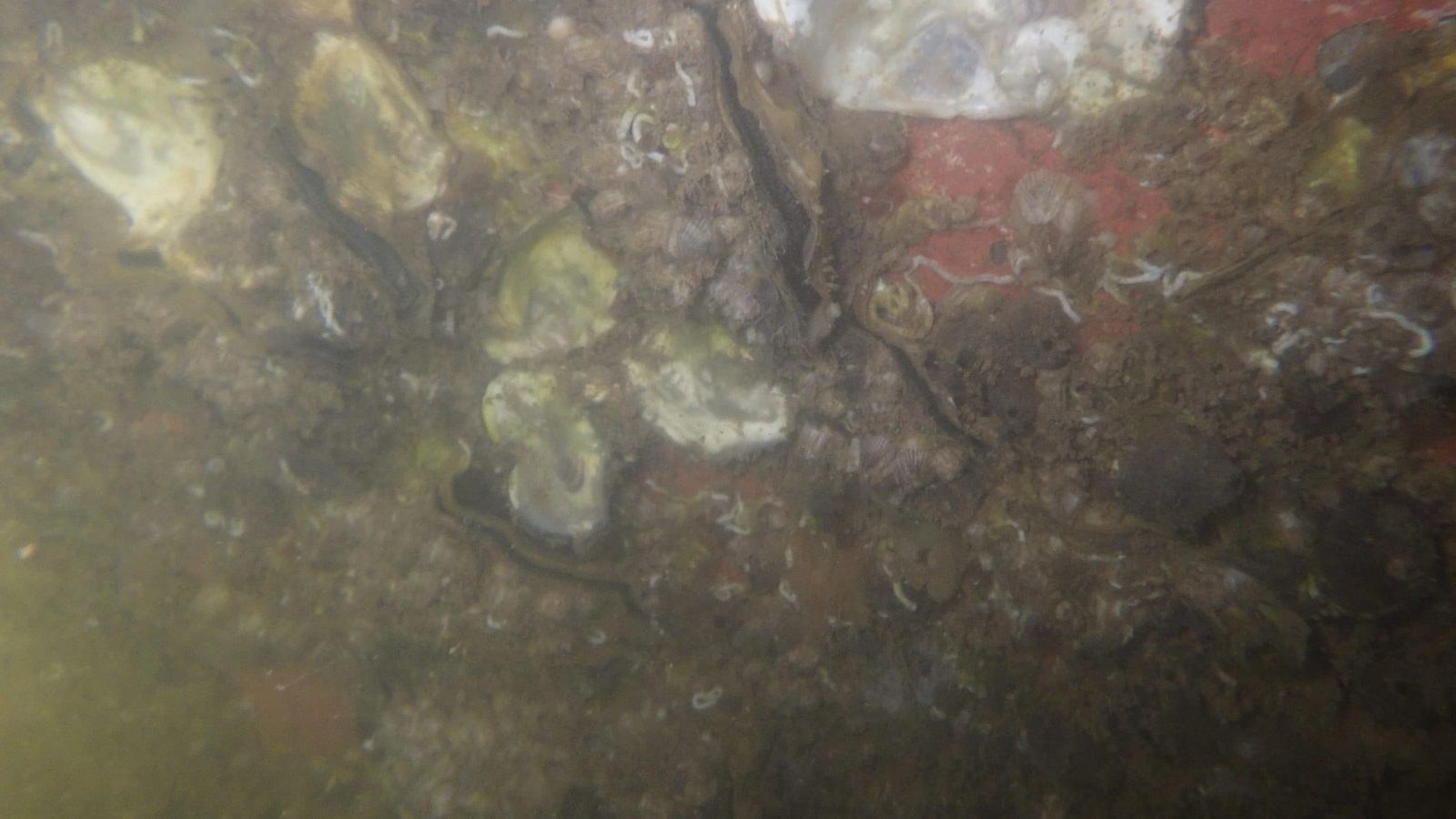 Shell growth on the underwater hull