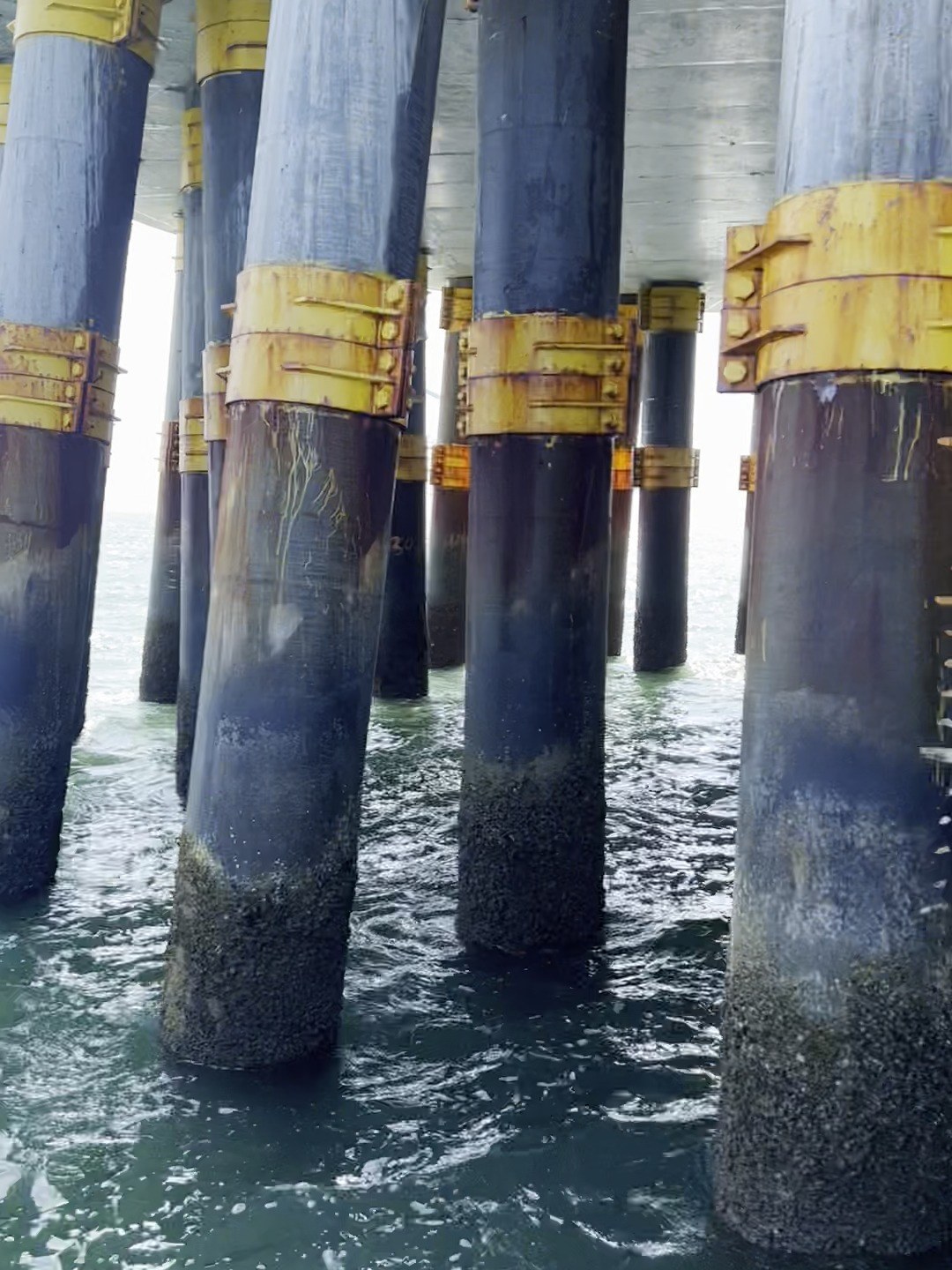 Marine growth on wind turbine foundation piles